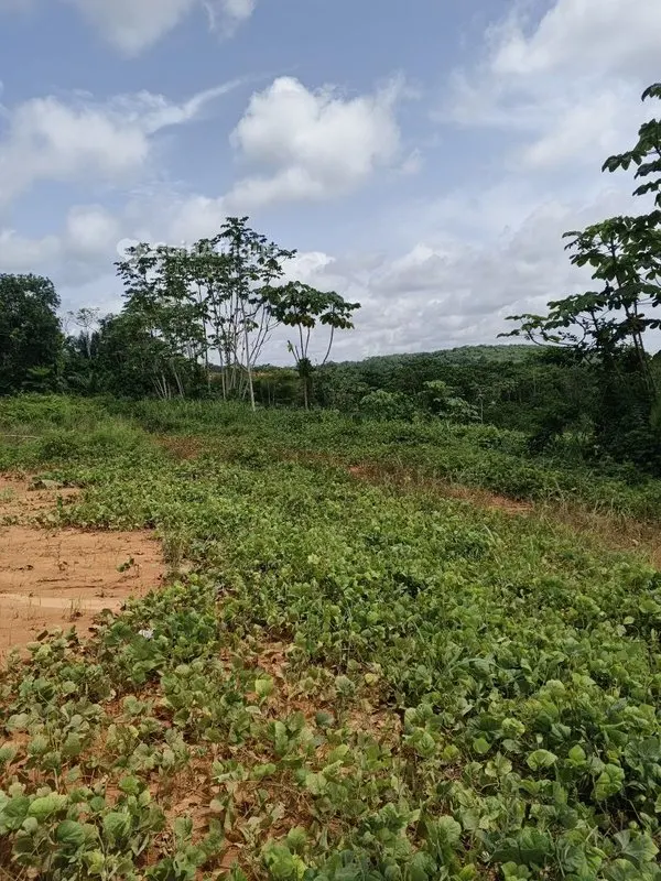 Terrain 2 hectares zone industrielle — Yopougon