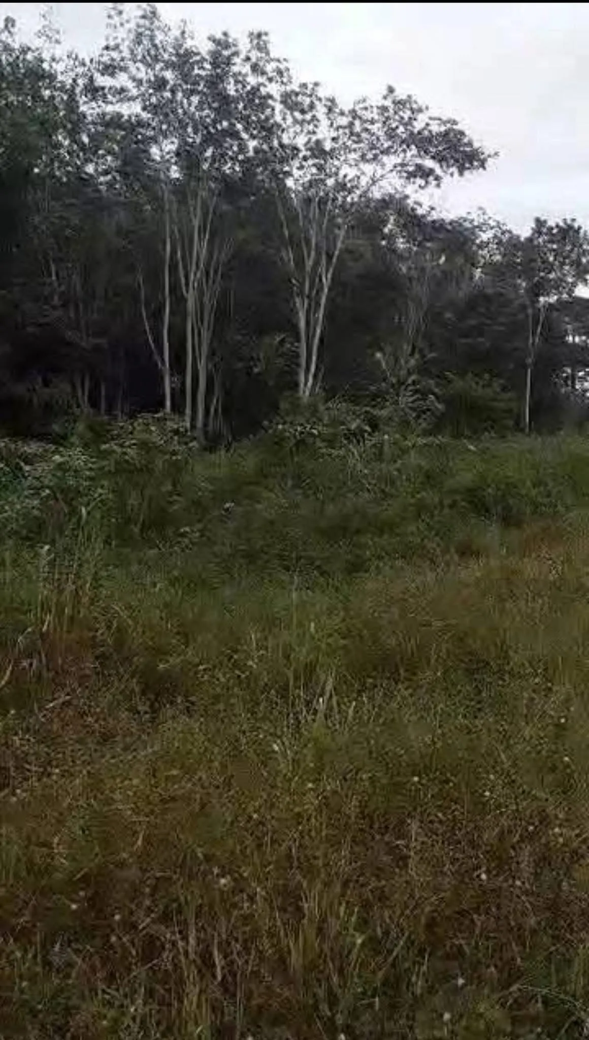 Vente d’une parcelle de 70ha brute(villageois) autoroute du nord km50
