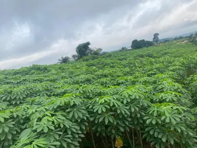 Terrains a vendre Bingerville — Adjim 1