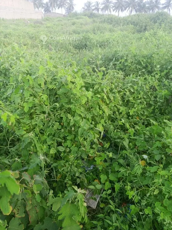 Terrain 400 m² zone résidentielle — Bingerville