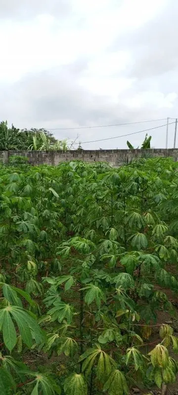 Terrain 600 m² — Angré Djorogobité
