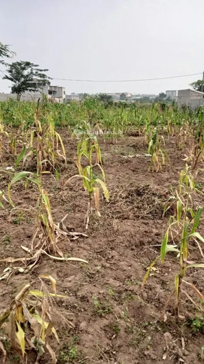 Terrain 400 m² avec ACD — Songon